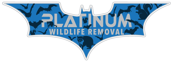 Bedford Wildlife Removal